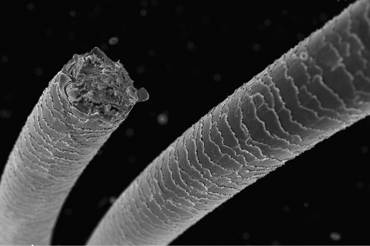 Broken hair strand under a microscope showing damage from chemical treatments. A look at hair strand before using treatment which repair damaged hair